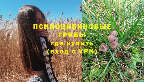 прущие грибы Баксан